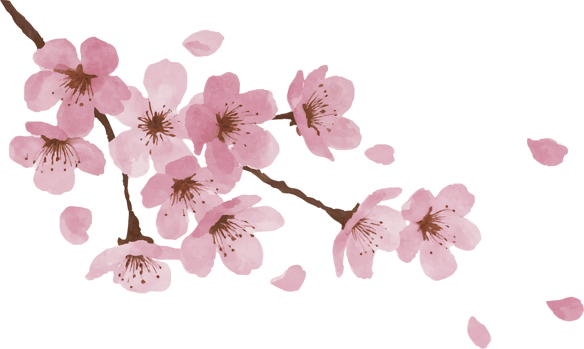 桜